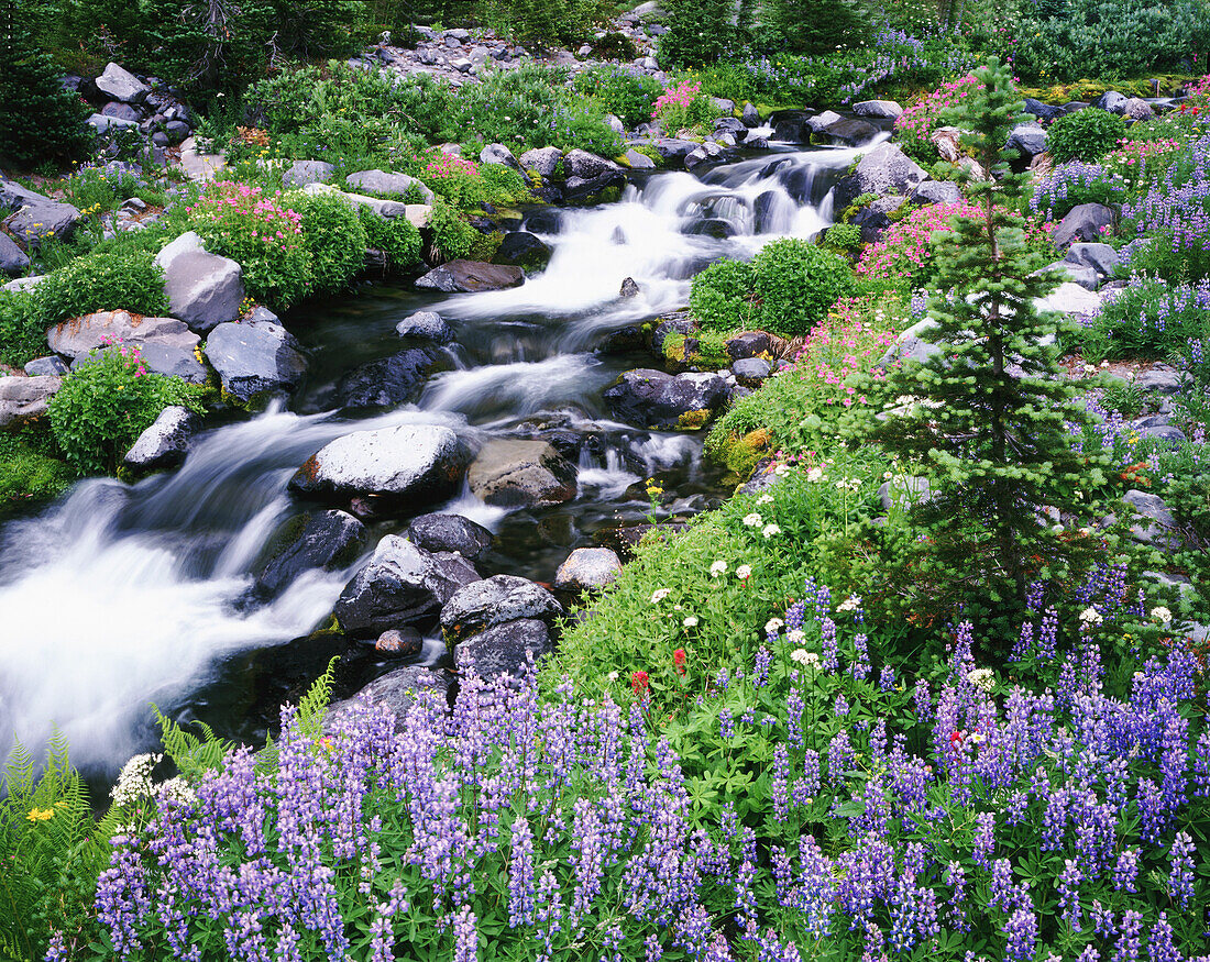 Variety of blossoming wildflowers beside a cascading stream in Mount Rainier National Park,Washington,United States of America