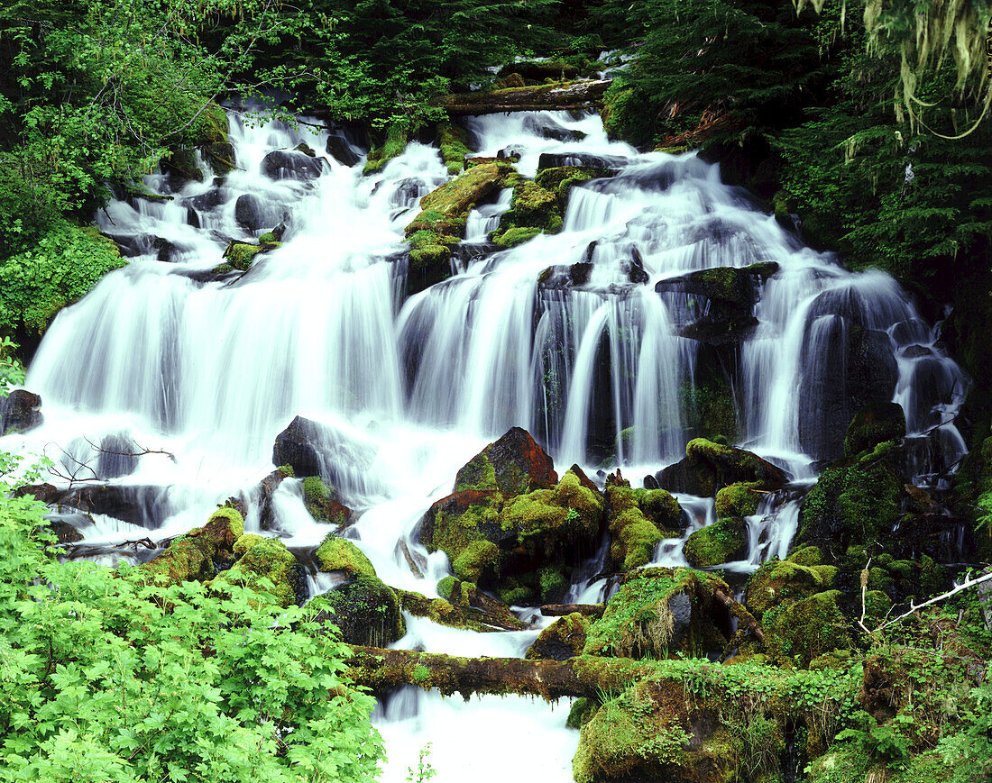 Bewegungsunschärfe eines Wasserfalls, der über moosbewachsene Felsen in einer Reihe von Wasserfällen durch einen Wald fließt,Oregon,Vereinigte Staaten von Amerika