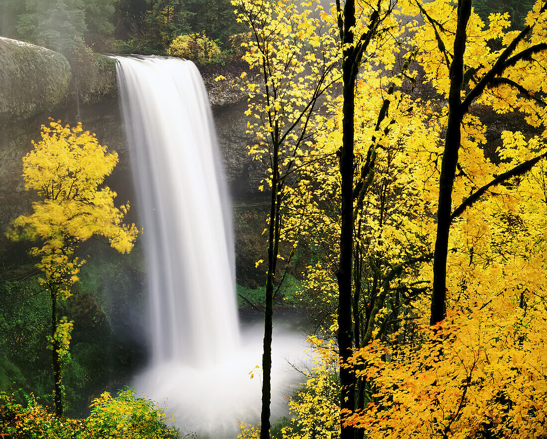 South Falls Wasserfall mit goldfarbenem Laub im Silver Falls State Park, Oregon, Vereinigte Staaten von Amerika