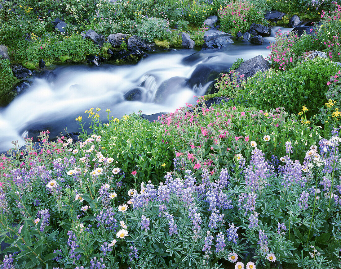 Cascading water over rocks and a variety of blossoming wildflowers in the foreground in Mount Rainier National Park,Washington,United States of America