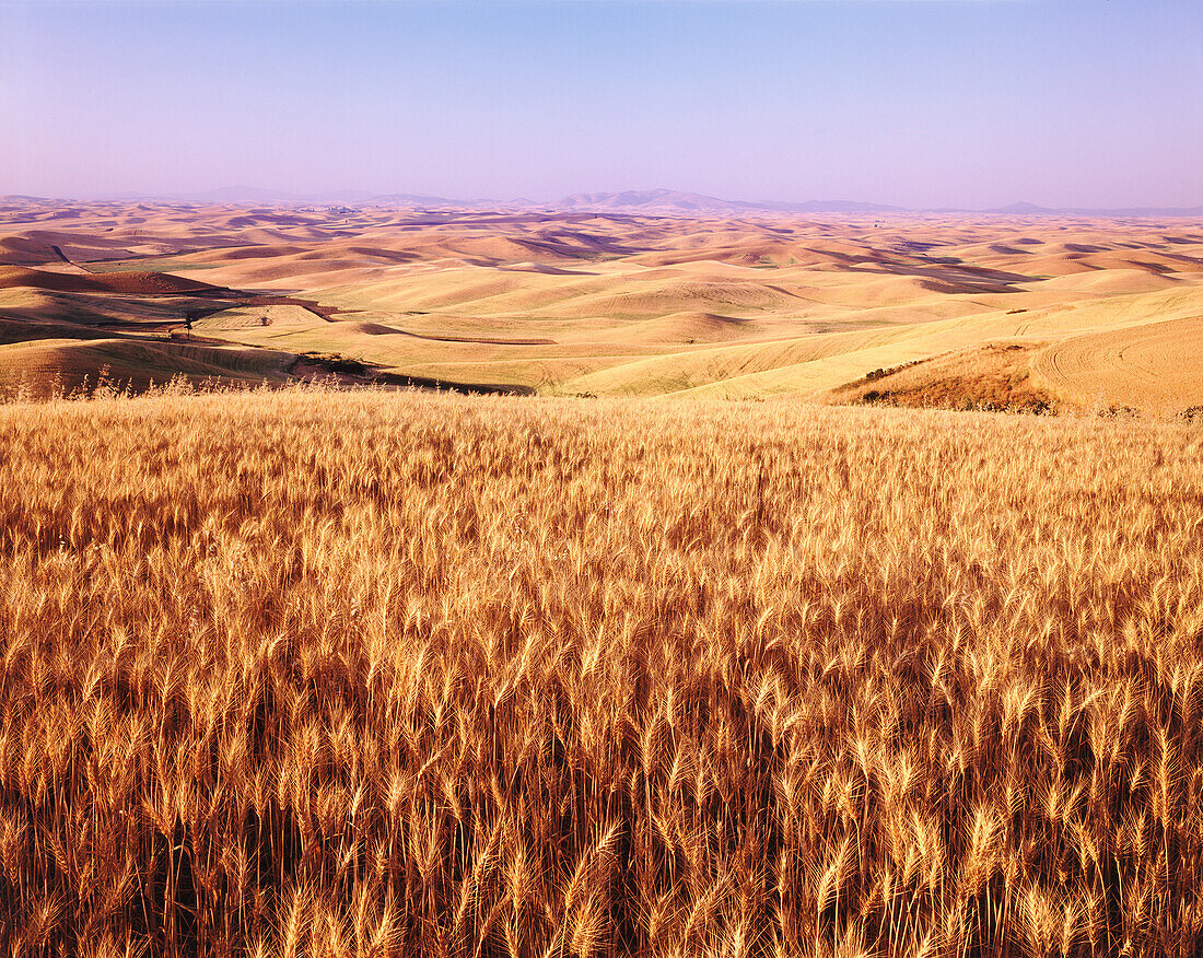 Golden wheat field on the vast rolling hills of farmland,Palouse,Washington,United States of America