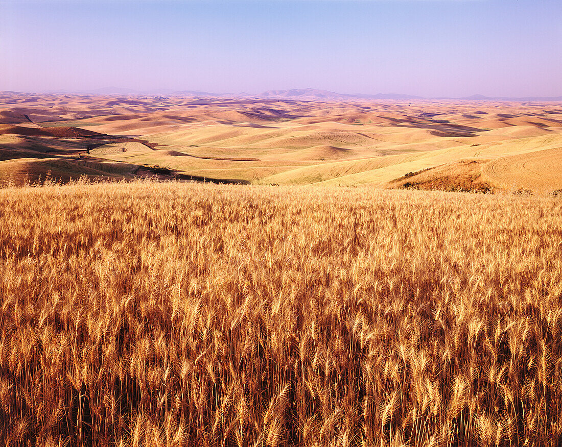 Goldenes Weizenfeld auf den weiten sanften Hügeln des Farmlandes, Palouse, Washington, Vereinigte Staaten von Amerika