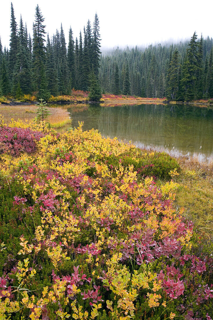 Lebendiges Herbstlaub im Mount Rainier National Park, Washington, Vereinigte Staaten von Amerika