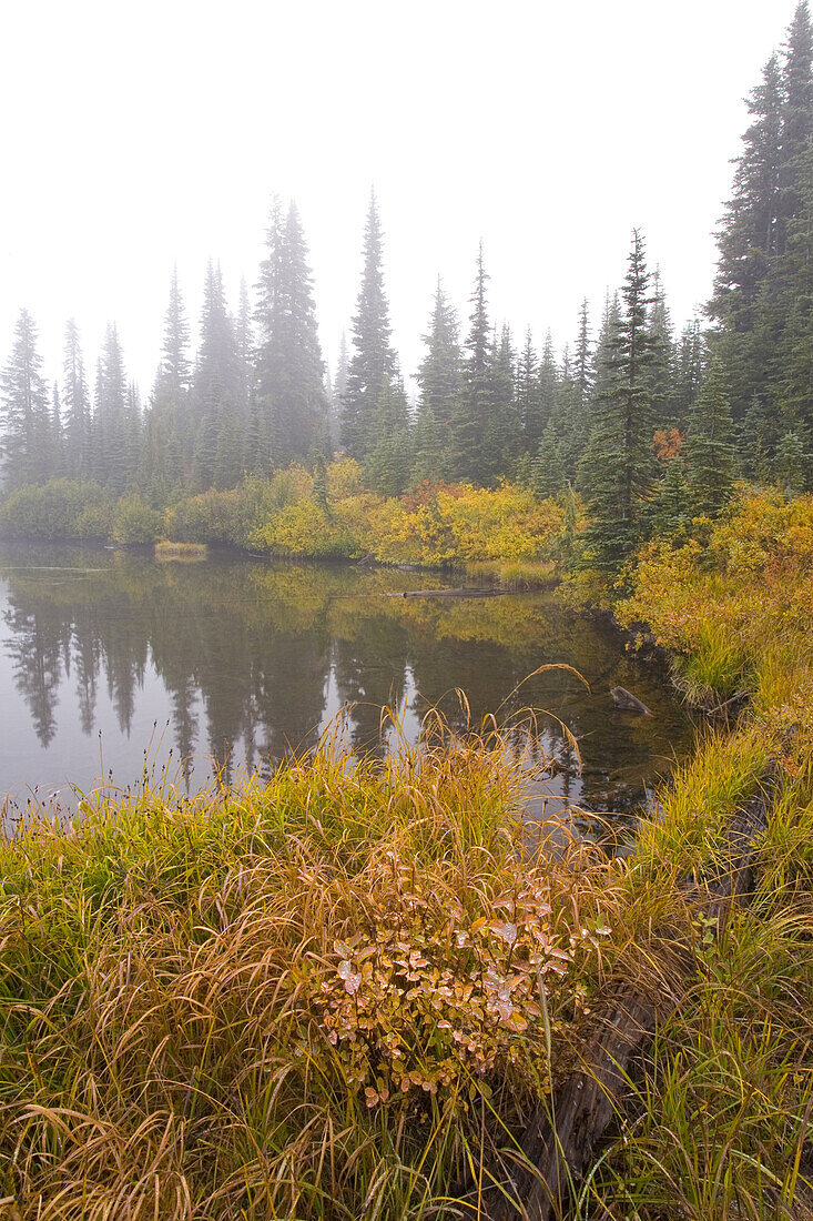 Autumn coloured foliage in the fog in Mount Rainier National Park,Washington,United States of America