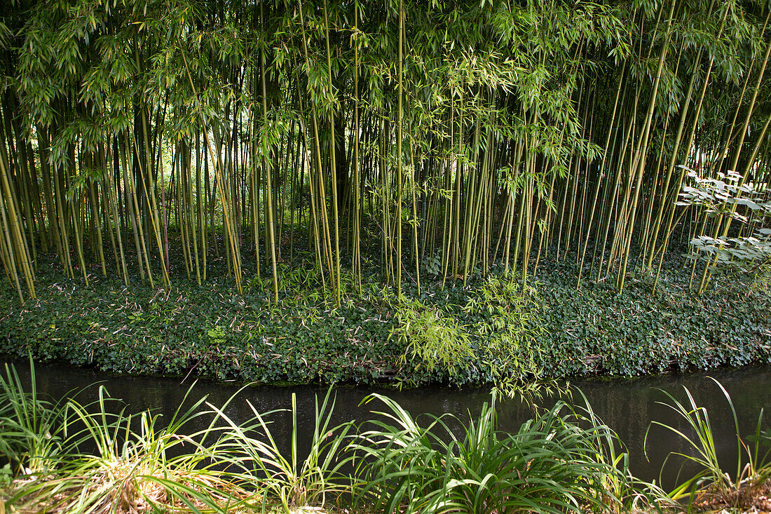 The bamboo and stream that inspired artist and painter Monet,at his home.,Giverny,France