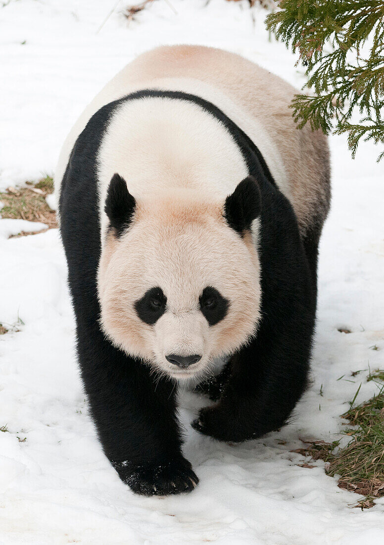 Ein riesiger Pandabär spielt im Schnee.