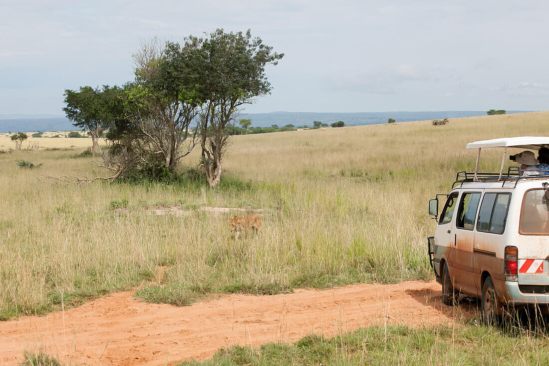 Touristen in einem Safarifahrzeug beobachten und fotografieren ein Löwenweibchen, das durch das Gras läuft,Murchison Falls National Park,Uganda