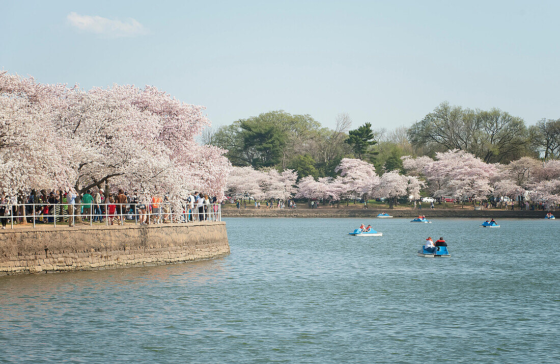 Tourists ride in paddle boats during the peak of the Cherry Blossoms n the Tidal Basin of Washington,D.C..