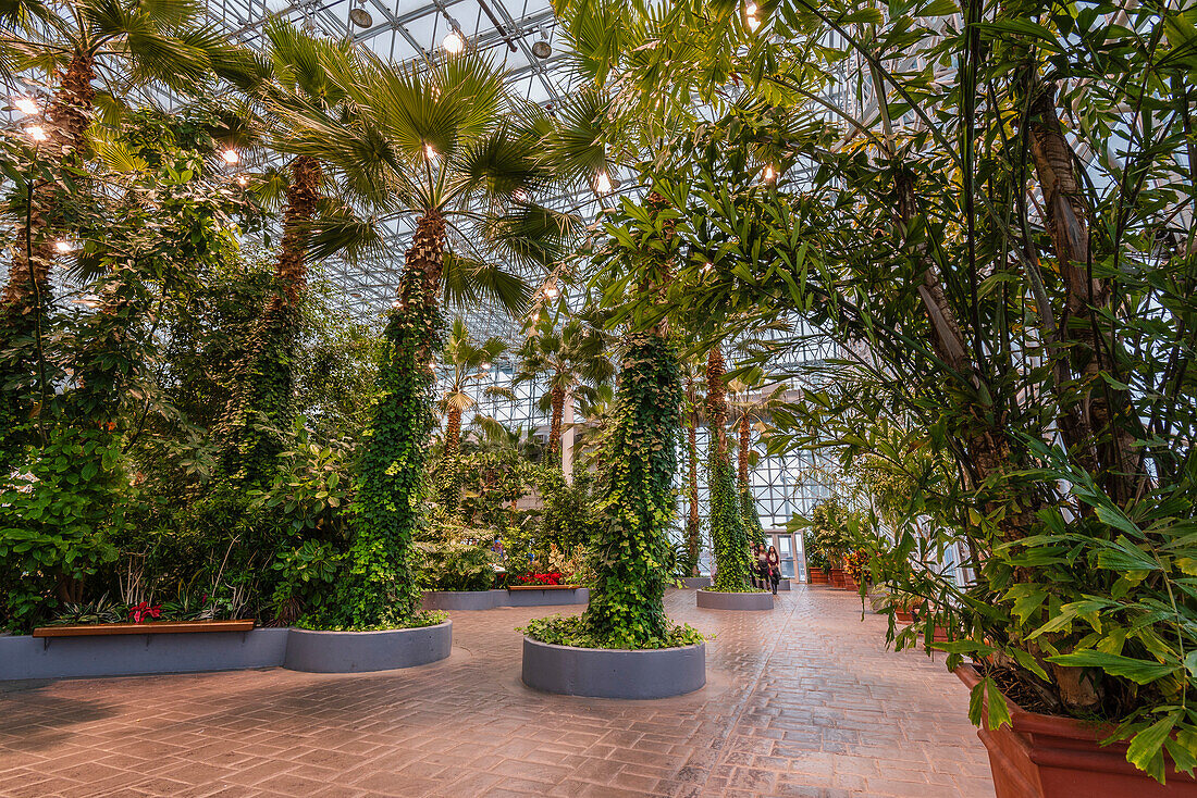 Üppige Pflanzen, einschließlich Palmen, in einem Gartengewächshaus am Navy Pier, Chicago, Illinois, Vereinigte Staaten von Amerika