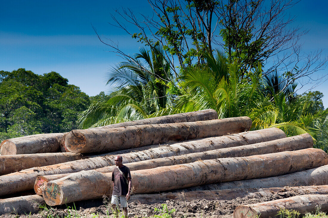 Abgeschlagenes Holz in der Lagune von Mou, Provinz Morobe, Papua-Neuguinea, Provinz Morobe, Papua-Neuguinea