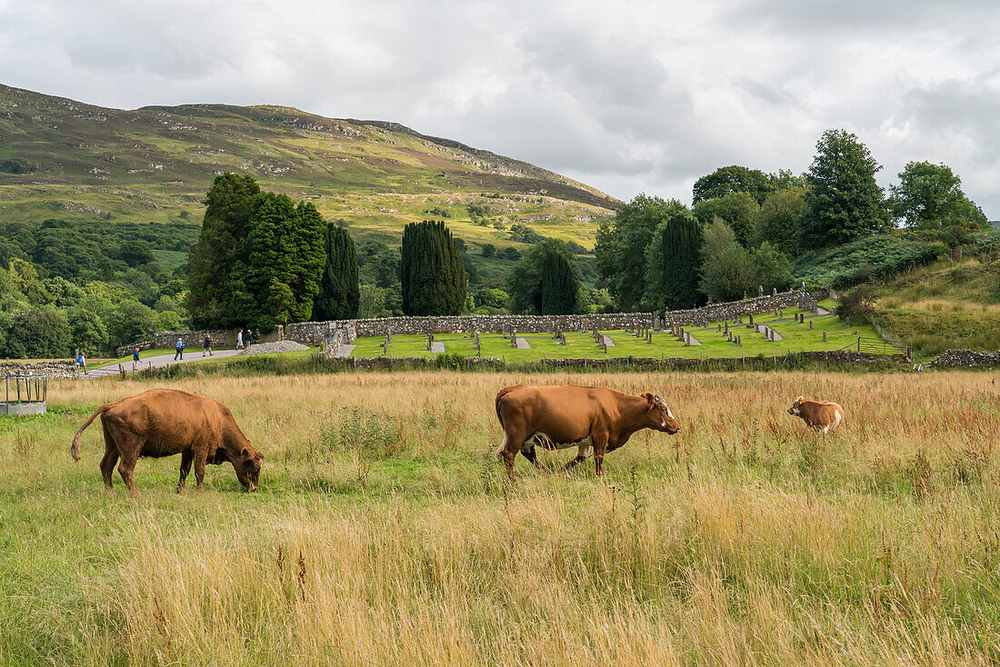 Rinder grasen auf einem Feld in der Nähe eines Friedhofs in Fort Augustus, Schottland, Fort Augustus, Schottland