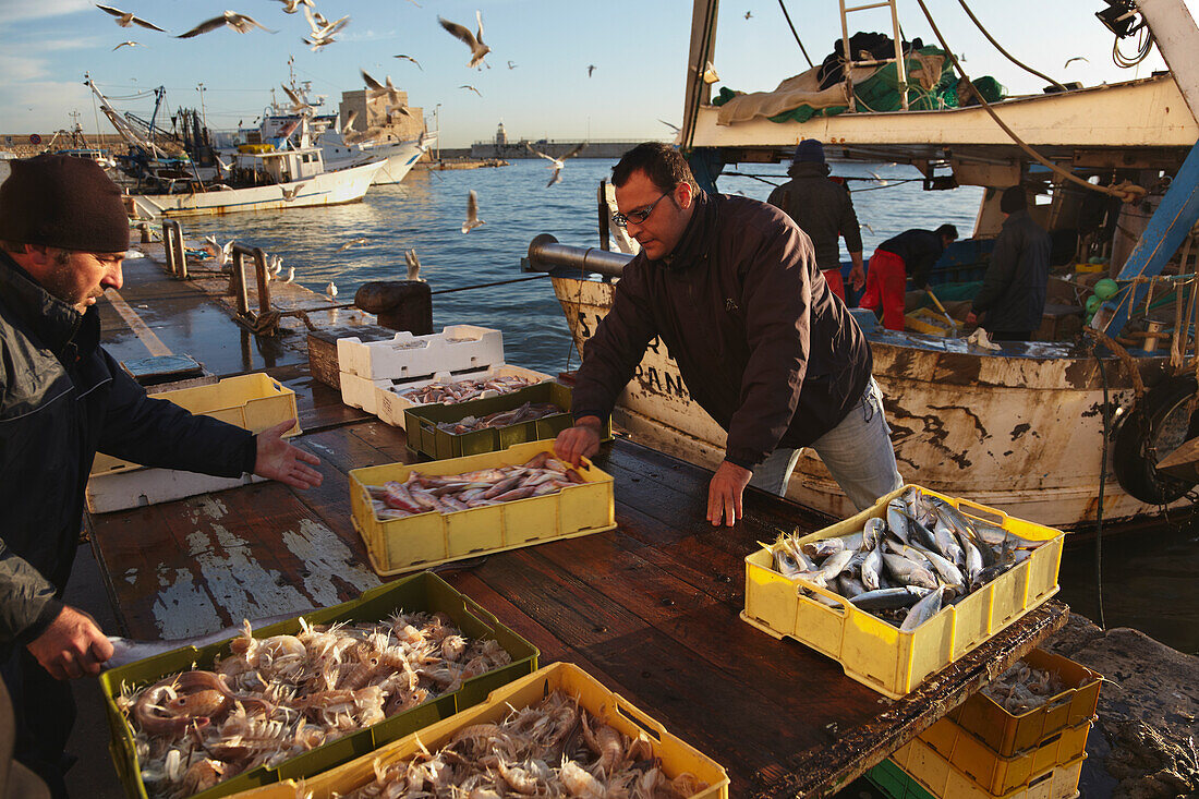 Der morgendliche Fischfang wird von den Booten in Trani,Italien,Trani,Apulien,Italien, entladen.