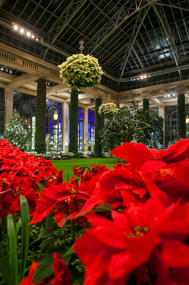 Longwood Gardens, ein botanischer Garten in Pennsylvania, präsentiert seine jährliche Weihnachtsbeleuchtung und -dekoration, Kennett Square, Pennsylvania, Vereinigte Staaten von Amerika