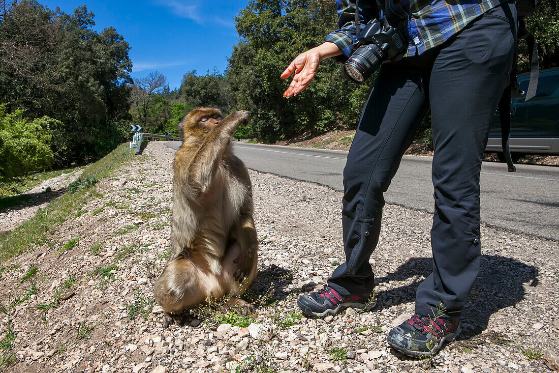 On the side of the road,a monkey reaches and grabs food from a tourist near Fes,Morocco,Morocco