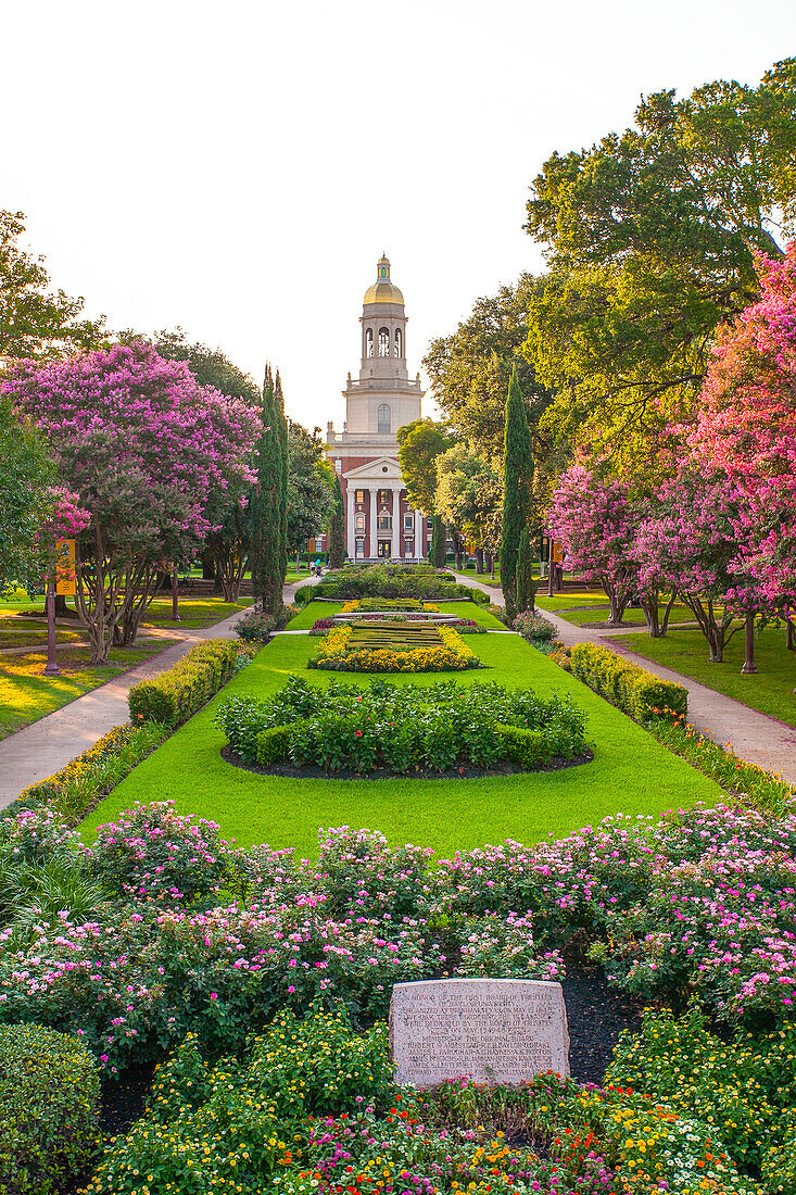 Baylor University historic quadrangle, mit blühenden Bäumen und Wegen durch den schönen Campus und einem Blick auf die Pat Neff Hall, Waco, Texas, Vereinigte Staaten von Amerika