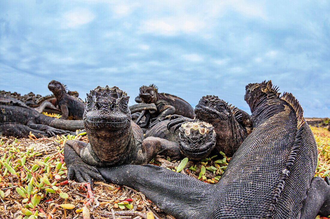 These Marine iguana (Amblyrhynchus cristatus) were photographed warming themselves after emerging from the ocean after a morning of feeding underwater on algae,Santa Cruz Island,Galapagos,Ecuador