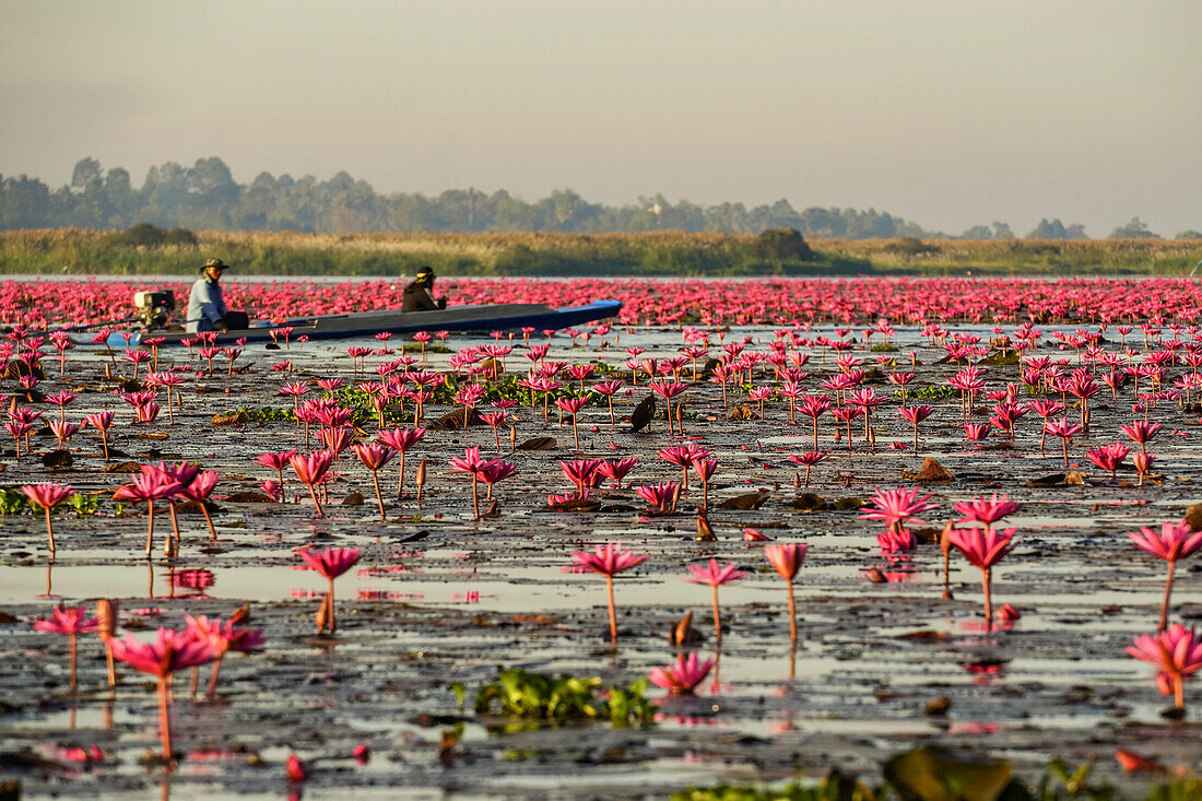 Boating through the blossoming Lotus Flowers (Nelumbo nucifera) on Pink Water Lilies Lake,Udon Thani,Thailand