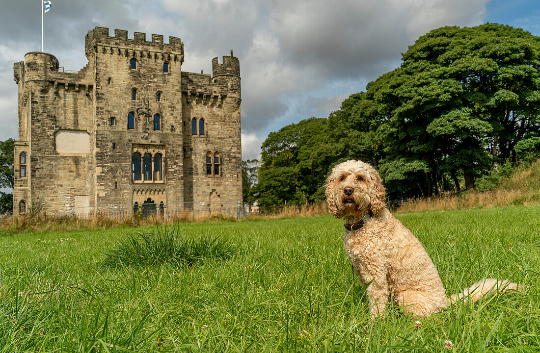 Blonder Kakadu-Hund sitzt auf der Wiese vor Hylton Castle, Sunderland, Tyne and Wear, England