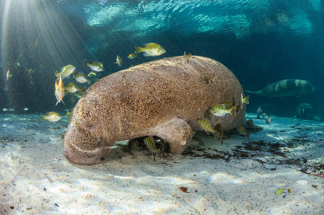 Endangered Florida Manatee (Trichechus manatus latirostris) at Three Sisters Spring in Crystal River,Florida,USA. The Florida Manatee is a subspecies of the West Indian Manatee,Florida,United States of America