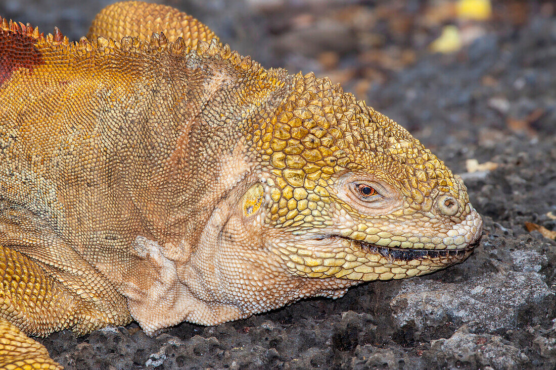 Head of an endemic Galapagos land iguana (Conolophus subcristatus),Santa Cruz Island,Galapagos,Ecuador