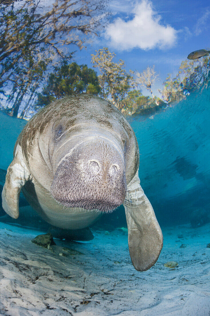 Endangered Florida Manatee (Trichechus manatus latirostris) at Three Sisters Spring. The Florida Manatee is a subspecies of the West Indian Manatee,Crystal River,Florida,United States of America