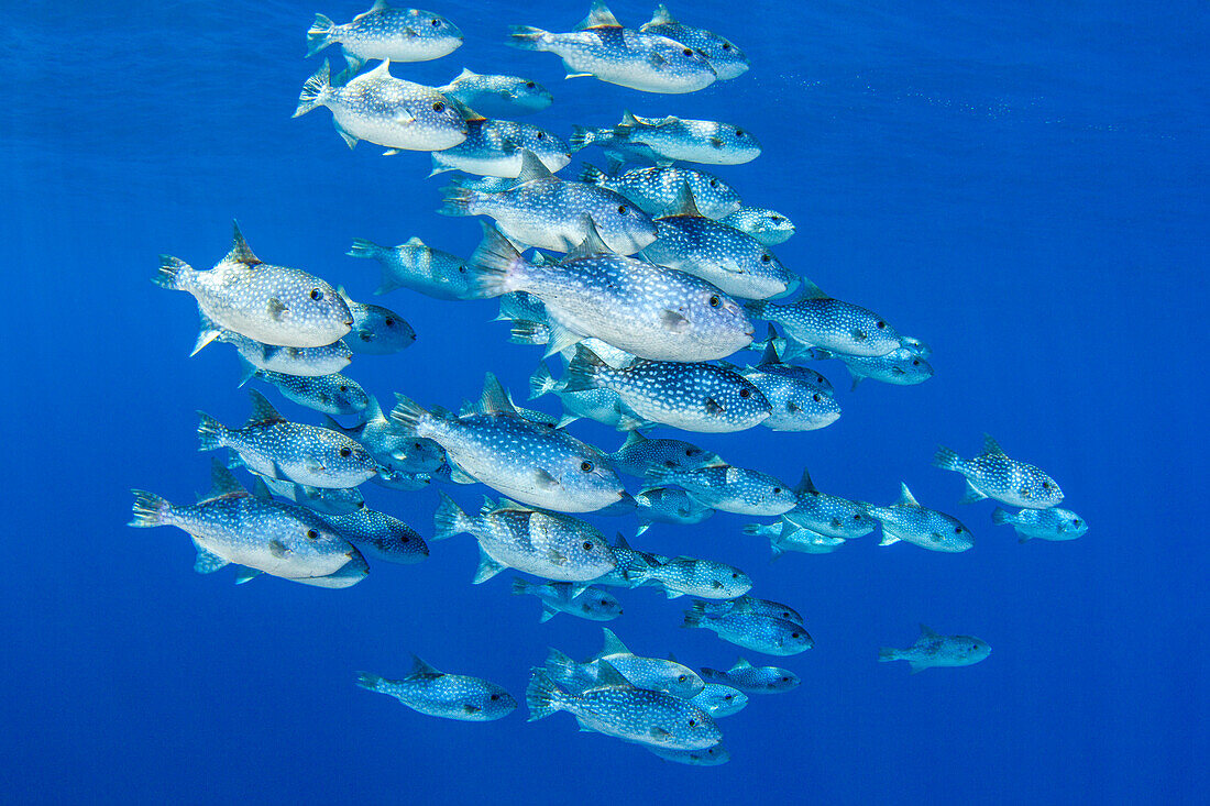 The spotted oceanic triggerfish (Canthidermis maculates) are also known as the rough triggerfish. Unlike most triggerfish,they are mostly pelagic and found in tropical and subtropical oceans worldwide,Hawaii,United States of America