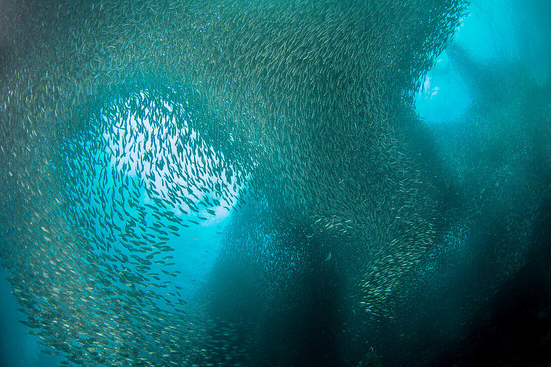 Massive school of millions of sardines,Moalboal,Cebu,Central Visayas,Philippines
