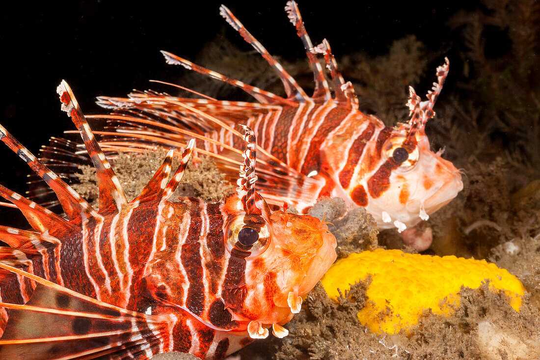 Die giftigen Stacheln dieser Rotfeuerfische (Pterois antennata) sind zu vermeiden,Philippinen