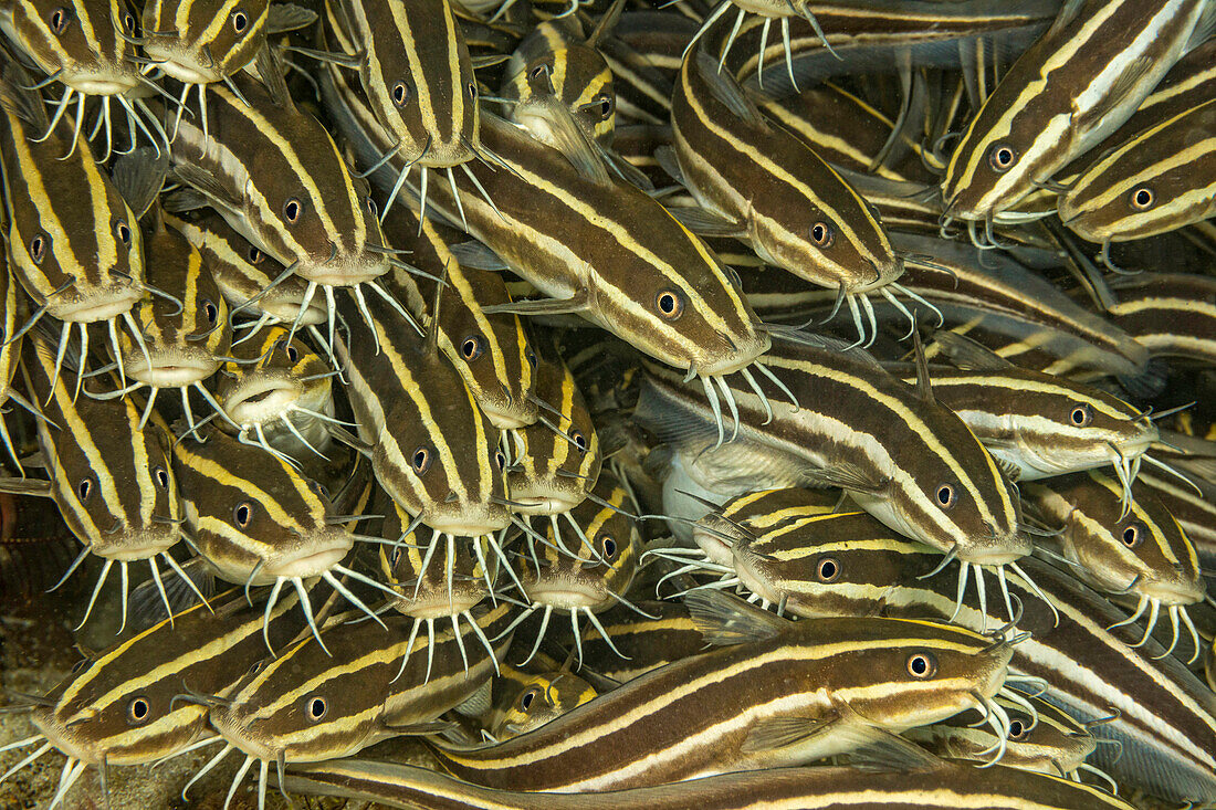 These Striped catfish (Plotosus lineatus) have a venomous spine in front of the pectoral fin,Philippines