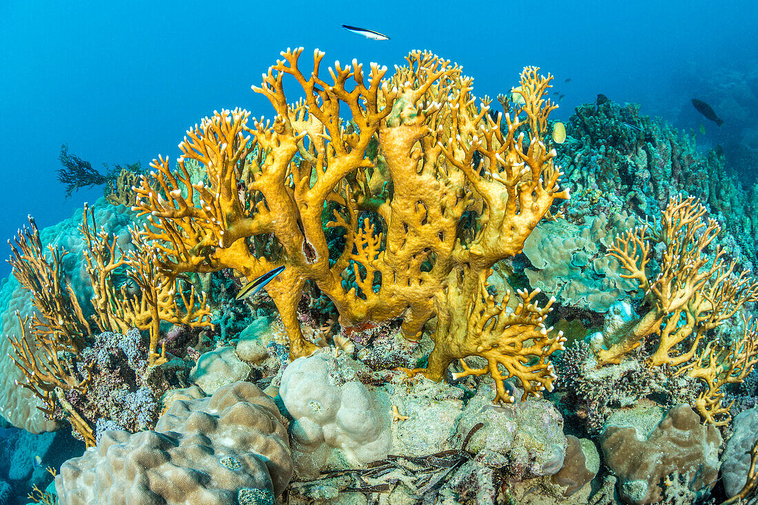 Feuerkorallen (Millepora dichotoma) ähneln Korallen, sind aber keine echten Korallen. Sie sind stattdessen enger mit Hydrozoen verwandt, was sie zu Hydrokorallen macht,Yap,Föderierte Staaten von Mikronesien