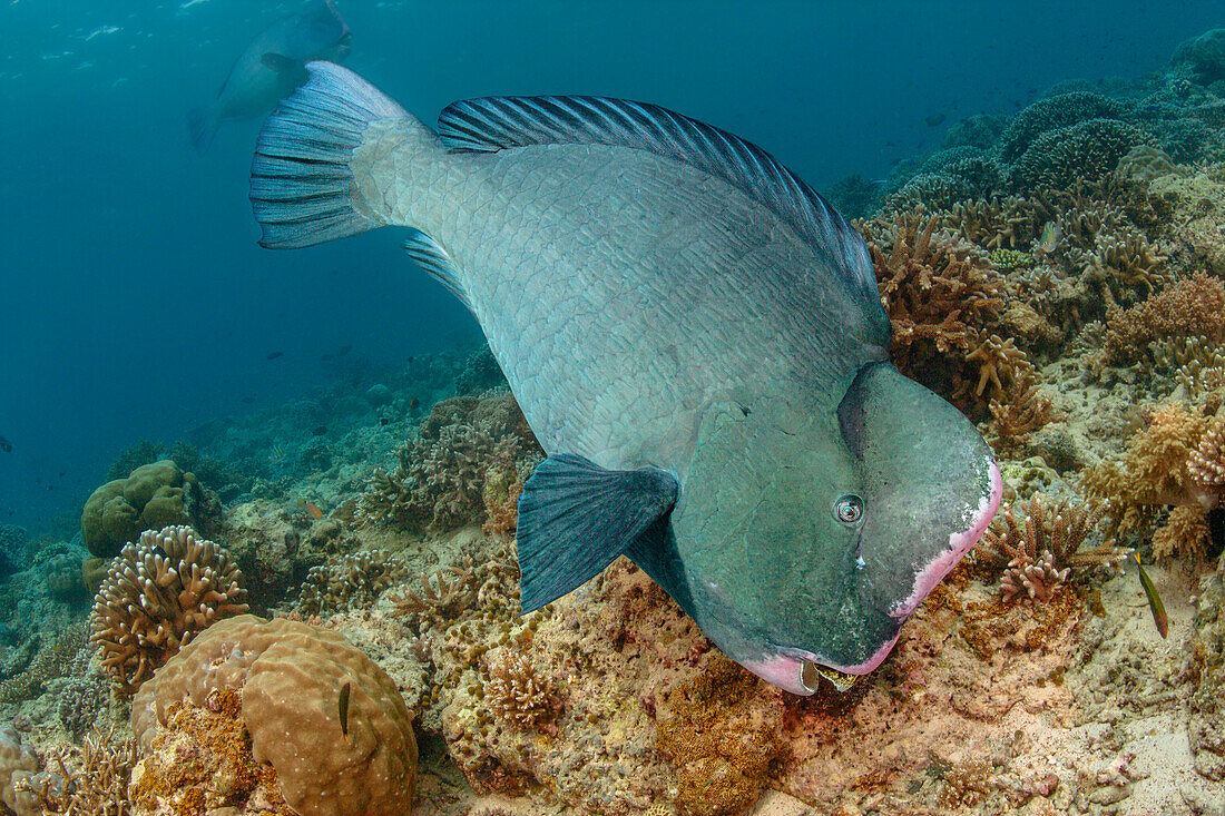 A Bumphead parrotfish (Bolbornetopon muricatum) grinds the coral bottom off the island of Sipidan Island,Malaysia,Malaysia