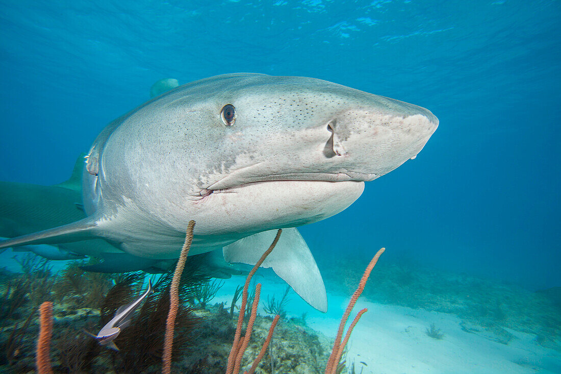 Das Vorderende eines Tigerhais (Galeocerdo cuvier), Tiger Beach, im Atlantischen Ozean, Bahamas