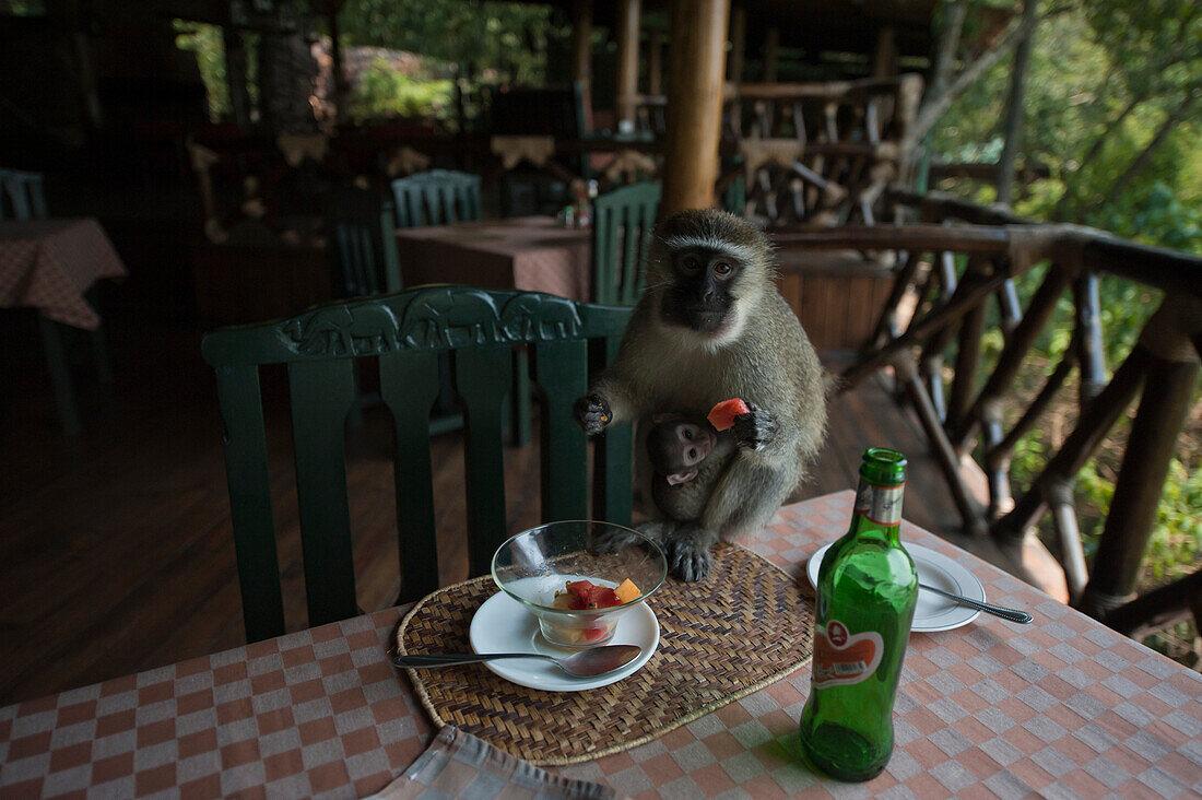 Grüne Meerkatze mit Baby (Cercopithecus Aethiops) stiehlt Früchte in der Jacana Lodge im Queen Elizabeth National Park, Uganda, Uganda