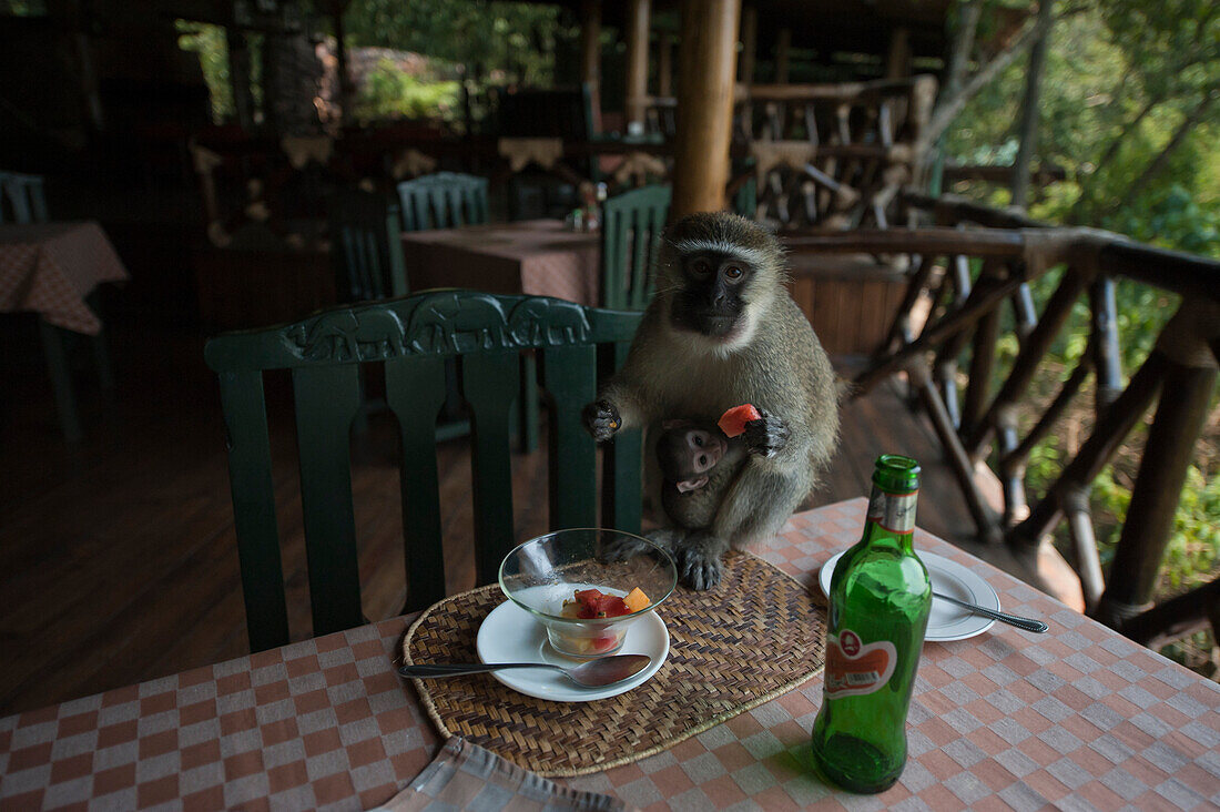 Vervet monkey with baby (Cercopithecus Aethiops) steals fruit at Jacana Lodge in Queen Elizabeth National Park,Uganda,Uganda