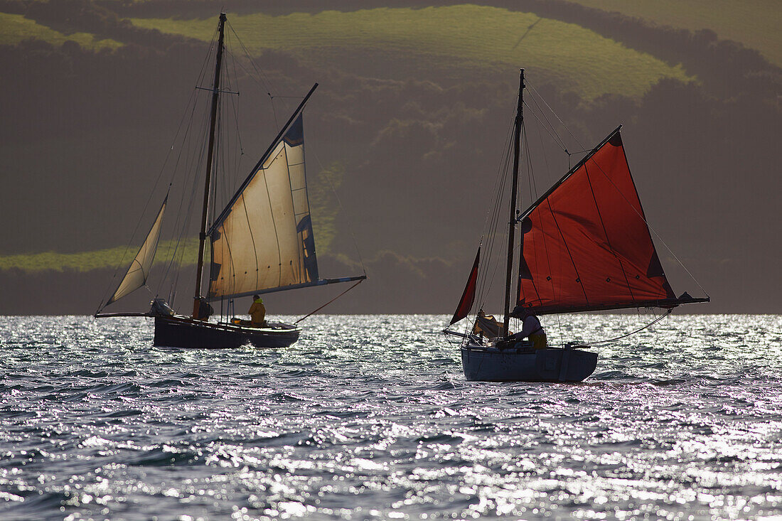 Segelnde Austernbagger bei der Arbeit auf dem einheimischen Austernbett in Carrick Roads, der Mündung des Flusses Fal, in der Nähe von Falmouth, Cornwall, Großbritannien, Carrick Roads, Cornwall, England