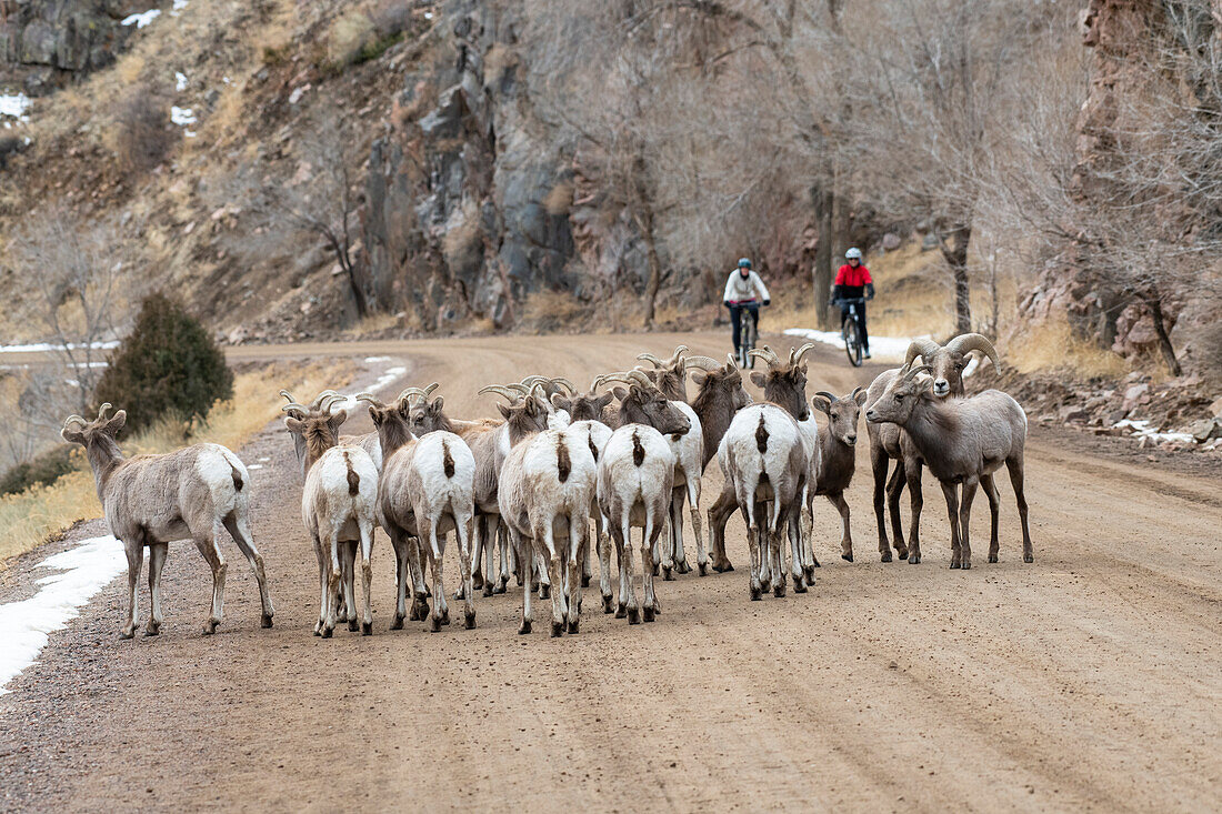 Two cyclists approaching a herd of Bighorn Sheep (Ovis canadensis) walking on the road in Waterton Canyon,Colorado,USA,Colorado,United States of America