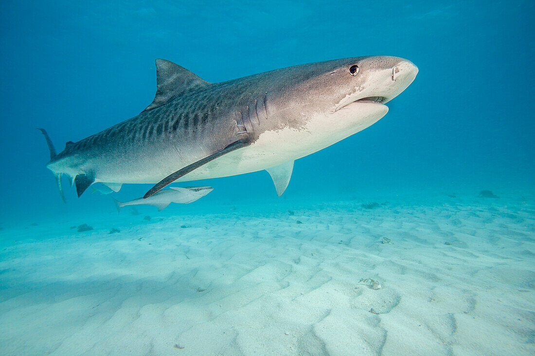 Unterwasseraufnahme eines Tigerhais (Galeocerdo cuvier), der im Atlantischen Ozean am Tiger Beach auf den Bahamas über den Sandboden schwimmt.