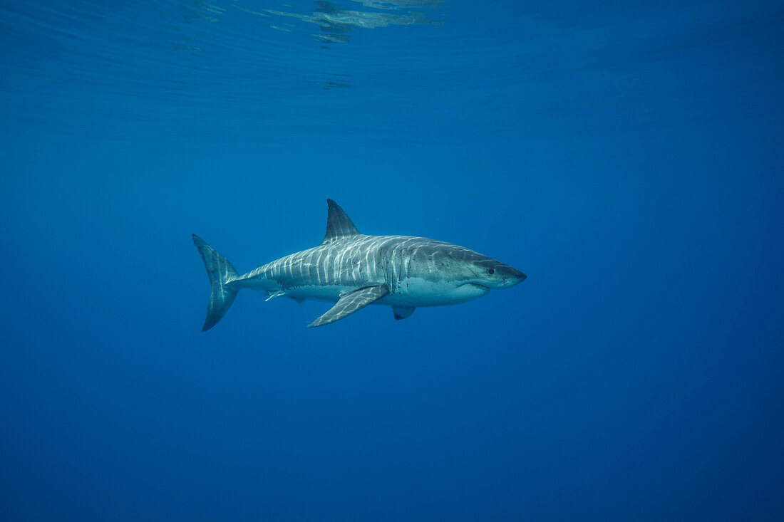 This Great white shark (Carcharodon carcharias) was photographed off Guadalupe Island,Mexico,Guadalupe Island,Mexico