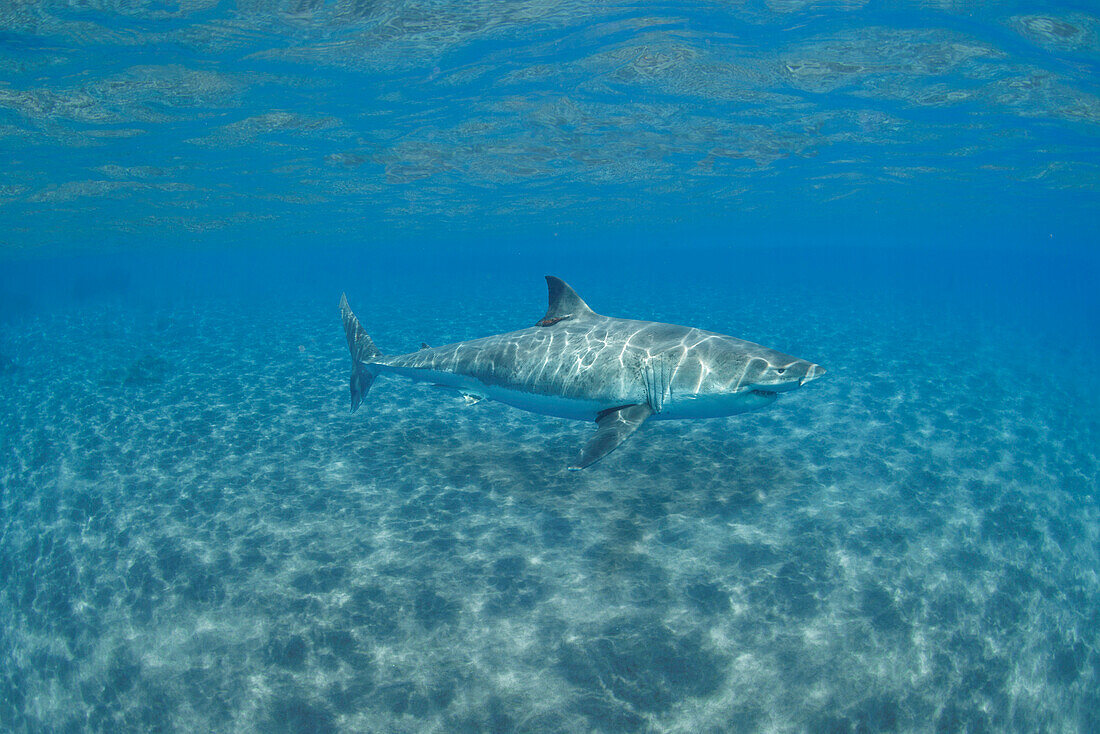 Digital composite of a Great white shark (Carcharodon carcharias) photographed off Guadalupe Island,Mexico and added to the crystal clear waters of Hawaii over a sand bottom.  Great white sharks visit Hawaii every year although they are only rarely ever seen,Mexico