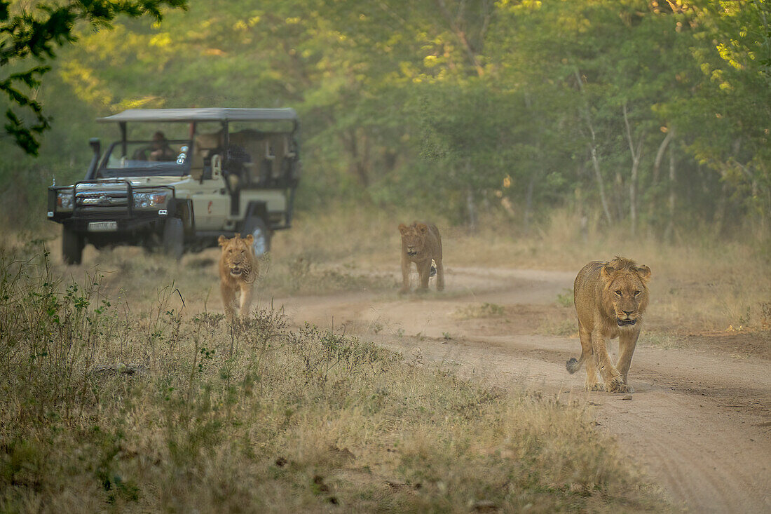 Lions (Panthera leo) walk along track away from jeep in Chobe National Park,Botswana