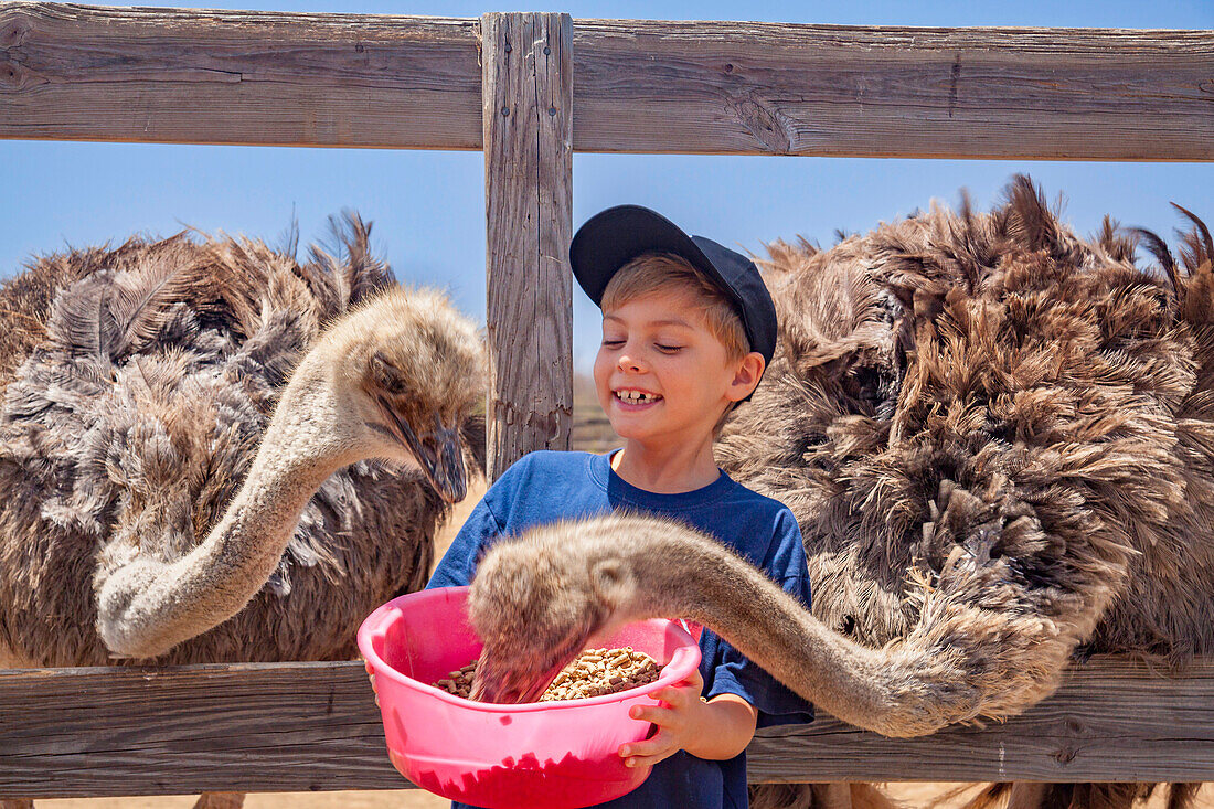 Young boy feeding ostriches (Struthionidae) at the ostrich farm on the island of Curacao,Curacao,Netherlands Antilles