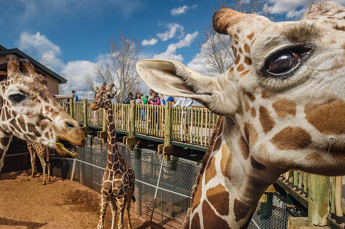 Cheyenne Mountain Zoo is home to North America's largest captive herd of Reticulated giraffes (Giraffa camelopardalis reticulata),Colorado Springs,Colorado,United States of America