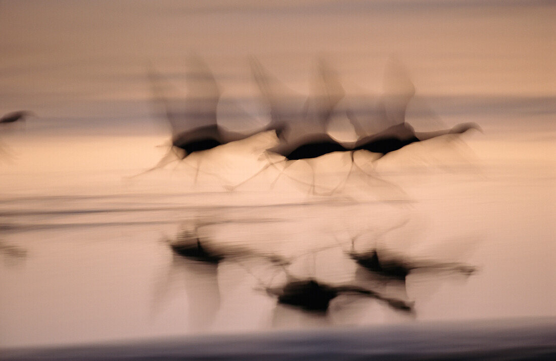 Schwenkbare Ansicht von chilenischen Flamingos (Phoenicopterus Chilensis), die sich auf den Flug vorbereiten, Atacamawüste, Chile