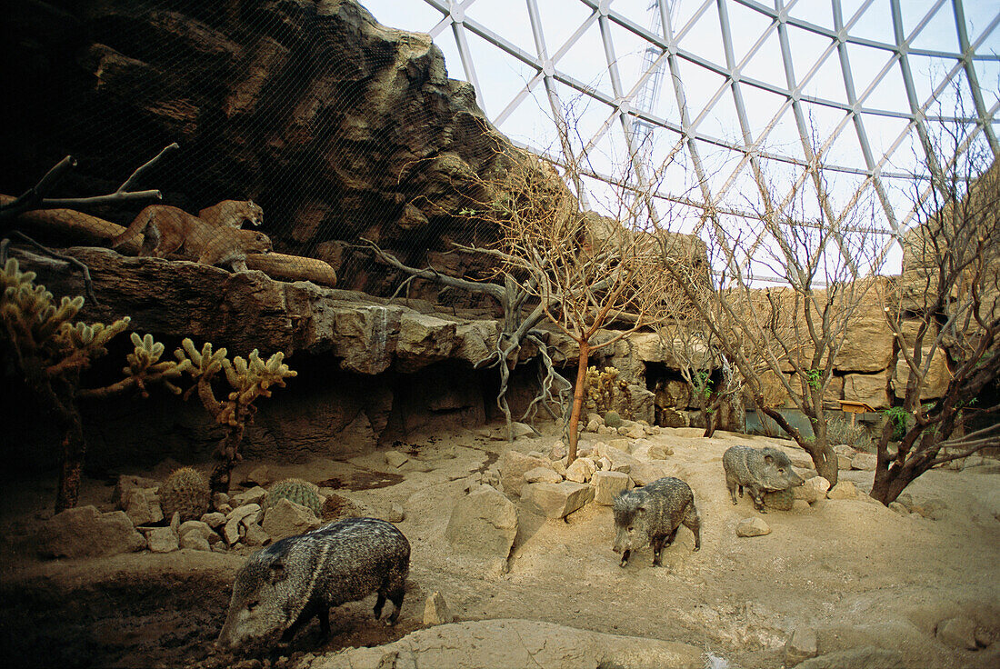 Pumas (Felis Concolor) and peccaries in a domed enclosure called the Desert Dome at the Henry Doorly Zoo in Omaha,Nebraska,USA,Omaha,Nebraska,United States of America