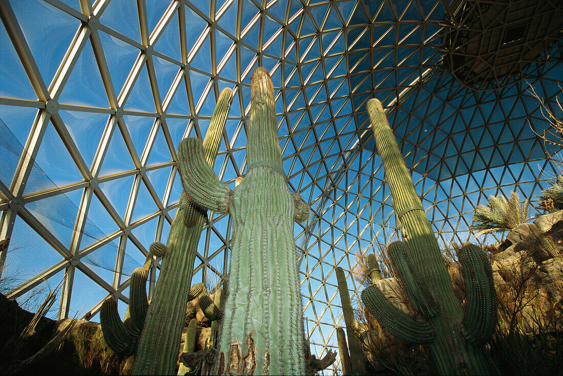 Kakteen in einem Kuppelgehege namens Desert Dome im Henry Doorly Zoo in Omaha, Nebraska, USA, Omaha, Nebraska, Vereinigte Staaten von Amerika