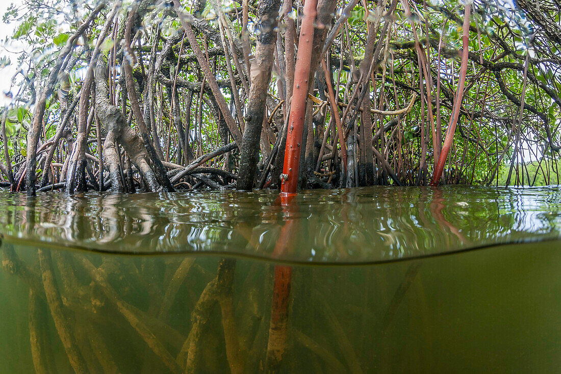 Split view of Mangrove trees of the island of Yap,Micronesia,Yap,Federated States of Micronesia