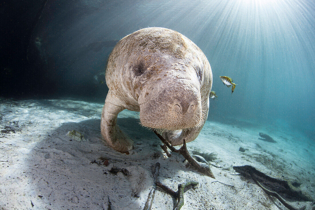 Endangered Florida Manatee (Trichechus manatus latirostris) at Three Sisters Spring in Crystal River,Florida,USA. The Florida Manatee is a subspecies of the West Indian Manatee,Florida,United States of America