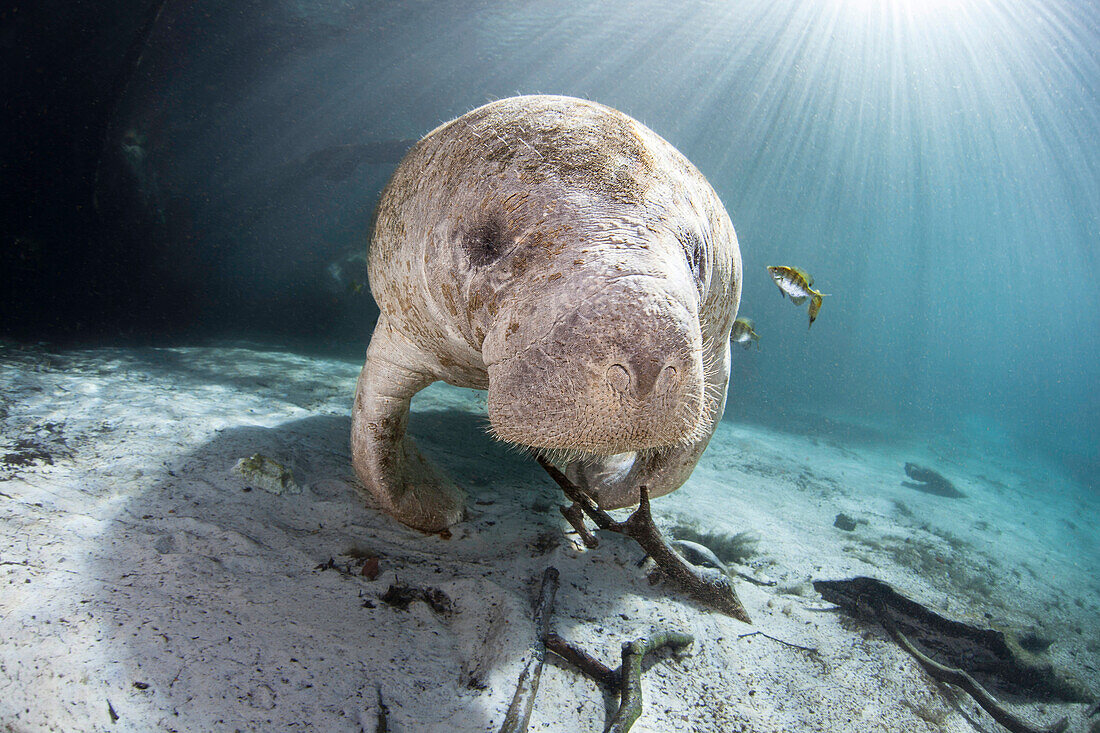 Gefährdete Florida-Seekuh (Trichechus manatus latirostris) an der Three Sisters Spring in Crystal River, Florida, USA. Die Florida-Seekuh ist eine Unterart der Westindischen Seekuh, Florida, Vereinigte Staaten von Amerika