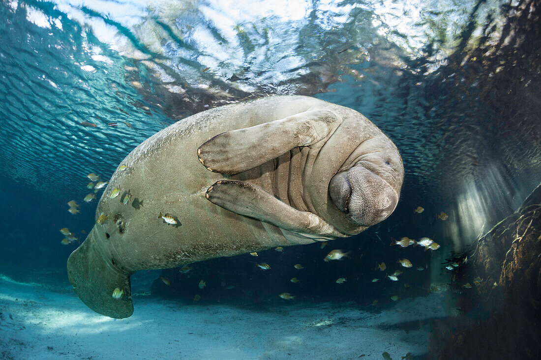 Endangered Florida Manatee (Trichechus Manatus Latirostris) At Three Sisters Spring,Crystal River,Florida,United States Of America