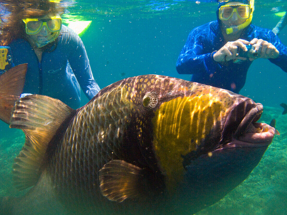 Zwei Schnorchler betrachten einen großen tropischen Fisch im Great Barrier Reef, Australien